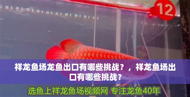 祥龍魚場龍魚出口有哪些挑戰？，祥龍魚場出口有哪些挑戰？