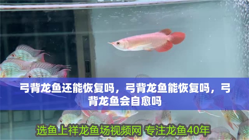 弓背龍魚還能恢復嗎，弓背龍魚能恢復嗎，弓背龍魚會自愈嗎