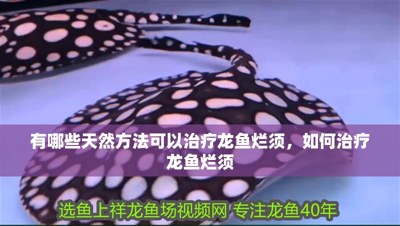 有哪些天然方法可以治療龍魚爛須，如何治療龍魚爛須