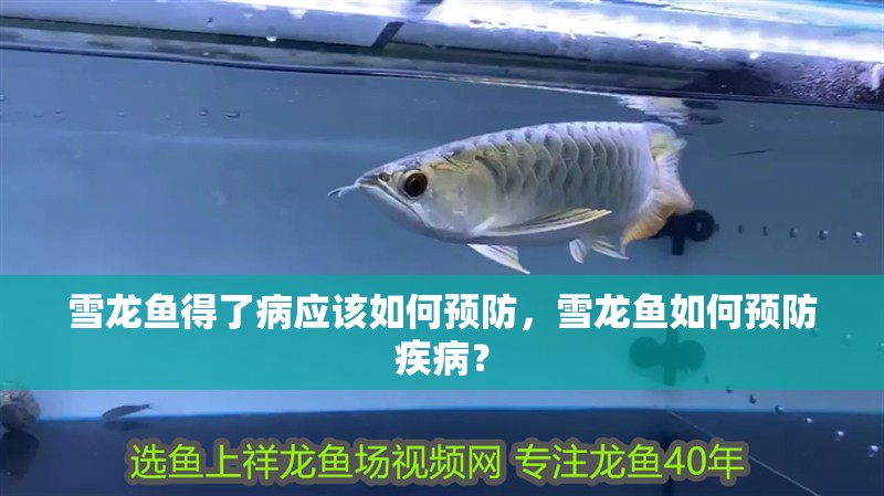 雪龍魚得了病應該如何預防，雪龍魚如何預防疾病？