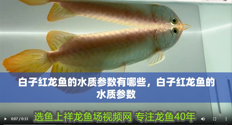白子紅龍魚的水質參數有哪些，白子紅龍魚的水質參數