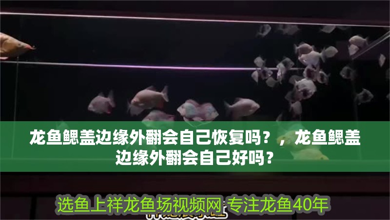 龍魚鰓蓋邊緣外翻會自己恢復(fù)嗎？，龍魚鰓蓋邊緣外翻會自己好嗎？