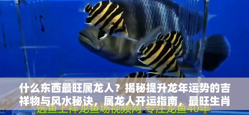 什么東西最旺屬龍人？揭秘提升龍年運勢的吉祥物與風水秘訣，屬龍人開運指南，最旺生肖龍的吉祥物與風水布局全解析