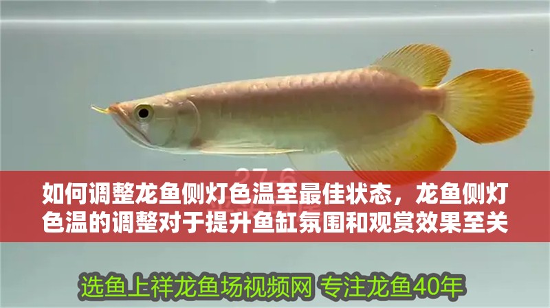 如何調(diào)整龍魚(yú)側(cè)燈色溫至最佳狀態(tài)，龍魚(yú)側(cè)燈色溫的調(diào)整對(duì)于提升魚(yú)缸氛圍和觀(guān)賞效果至關(guān)重要