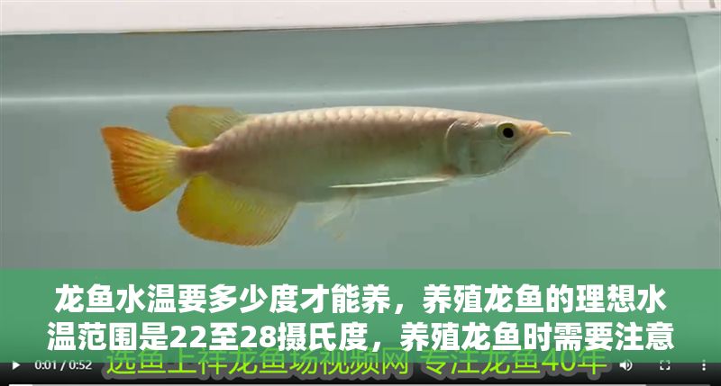 龍魚水溫要多少度才能養，養殖龍魚的理想水溫范圍是22至28攝氏度，養殖龍魚時需要注意什么