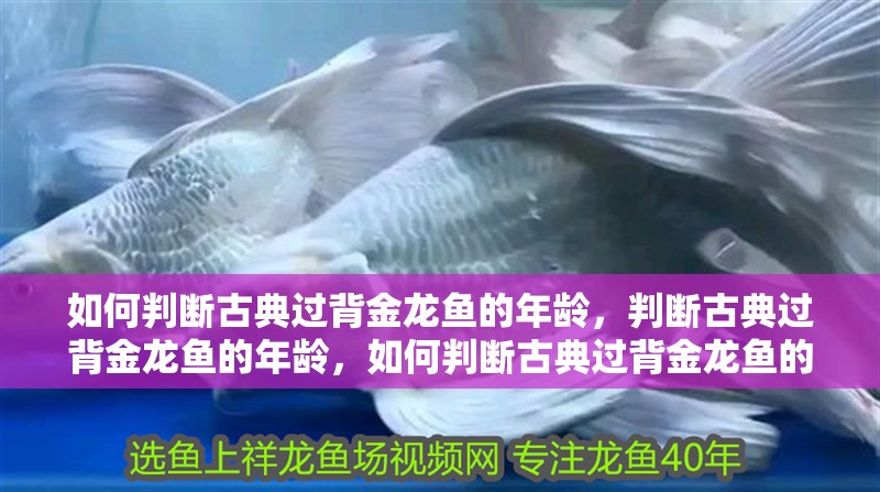 如何判斷古典過背金龍魚的年齡，判斷古典過背金龍魚的年齡，如何判斷古典過背金龍魚的性別