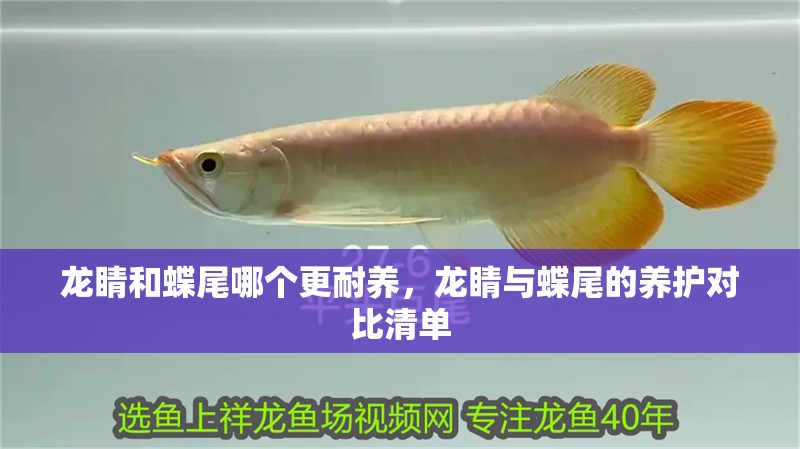 龍睛和蝶尾哪個更耐養，龍睛與蝶尾的養護對比清單