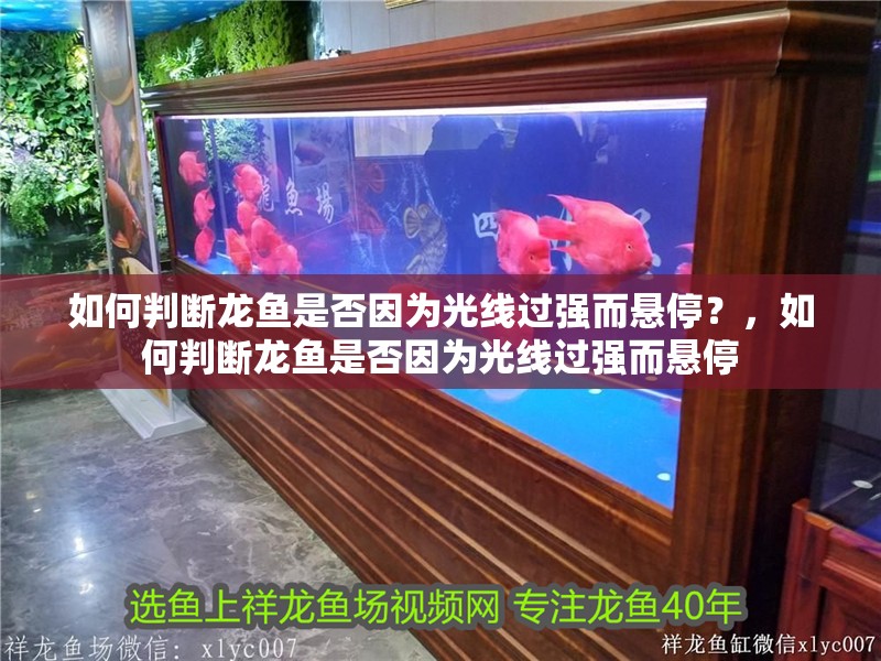 如何判斷龍魚是否因為光線過強而懸停？，如何判斷龍魚是否因為光線過強而懸停
