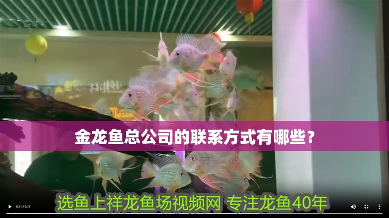 金龍魚總公司的聯系方式有哪些？