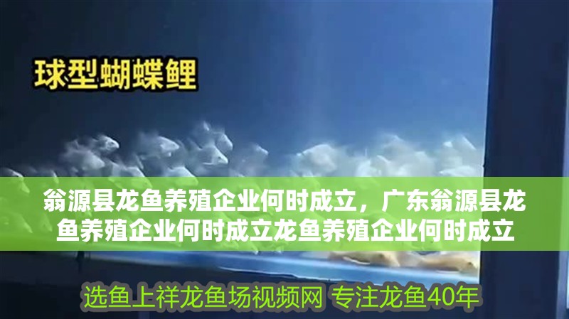 翁源縣龍魚養(yǎng)殖企業(yè)何時成立，廣東翁源縣龍魚養(yǎng)殖企業(yè)何時成立龍魚養(yǎng)殖企業(yè)何時成立
