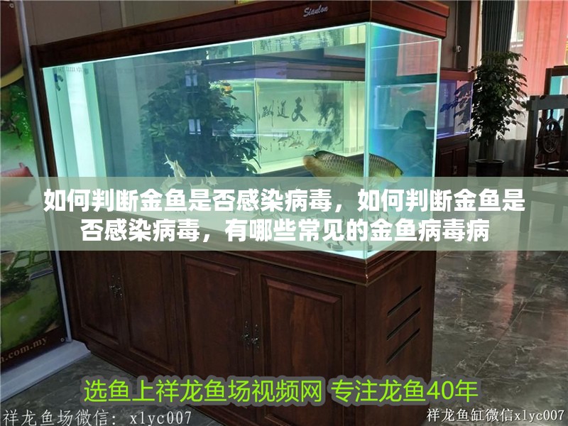 如何判斷金魚是否感染病毒，如何判斷金魚是否感染病毒，有哪些常見的金魚病毒病