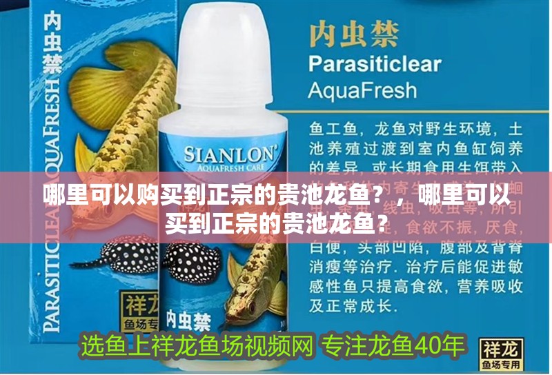 哪里可以購買到正宗的貴池龍魚？，哪里可以買到正宗的貴池龍魚？