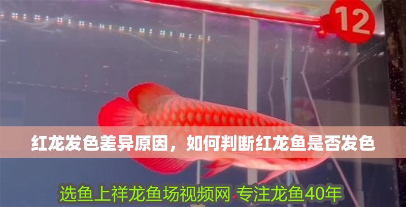 紅龍發色差異原因，如何判斷紅龍魚是否發色