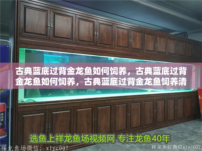 古典藍底過背金龍魚如何飼養，古典藍底過背金龍魚如何飼養，古典藍底過背金龍魚飼養清單