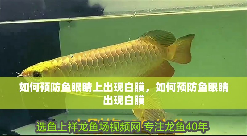 如何預防魚眼睛上出現白膜，如何預防魚眼睛出現白膜