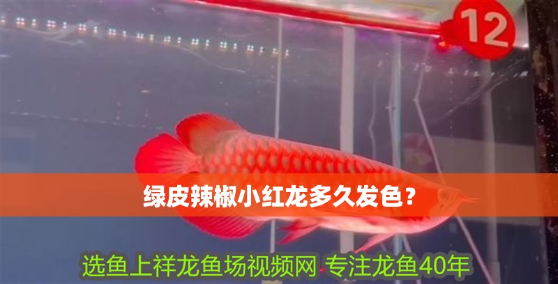 綠皮辣椒小紅龍多久發色？
