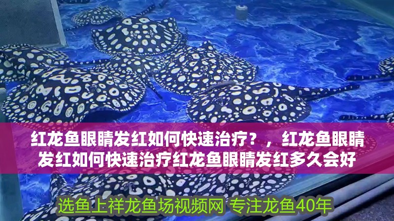 紅龍魚眼睛發紅如何快速治療？，紅龍魚眼睛發紅如何快速治療紅龍魚眼睛發紅多久會好