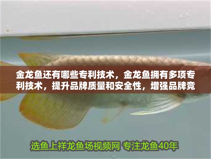 金龍魚還有哪些專利技術，金龍魚擁有多項專利技術，提升品牌質量和安全性，增強品牌競爭力