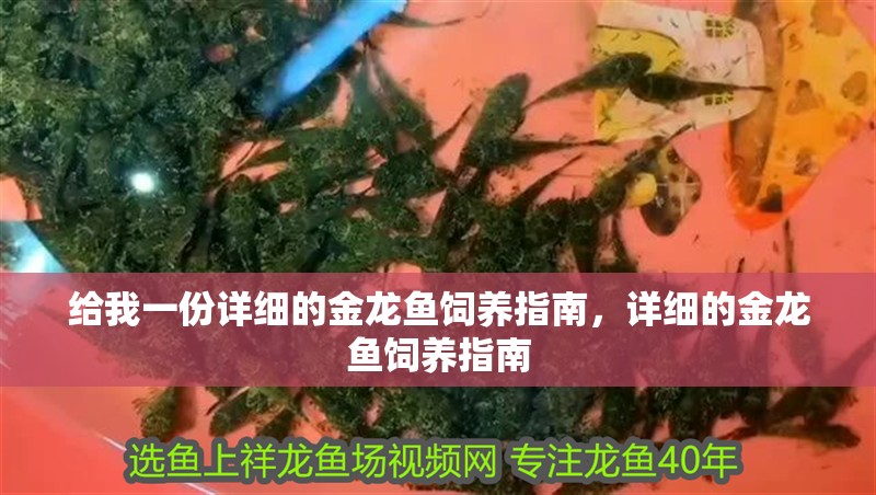 給我一份詳細的金龍魚飼養指南，詳細的金龍魚飼養指南