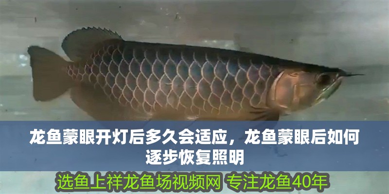 龍魚蒙眼開燈后多久會適應，龍魚蒙眼后如何逐步恢復照明