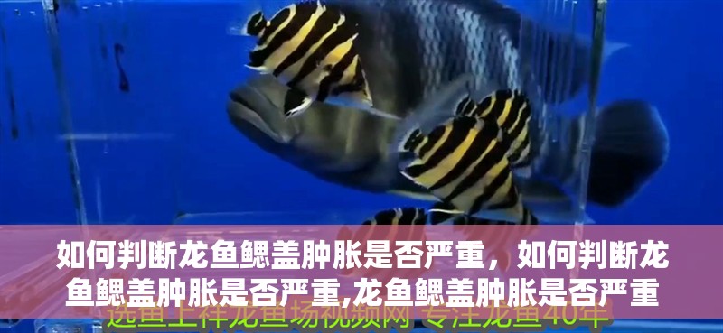 如何判斷龍魚鰓蓋腫脹是否嚴重，如何判斷龍魚鰓蓋腫脹是否嚴重,龍魚鰓蓋腫脹是否嚴重