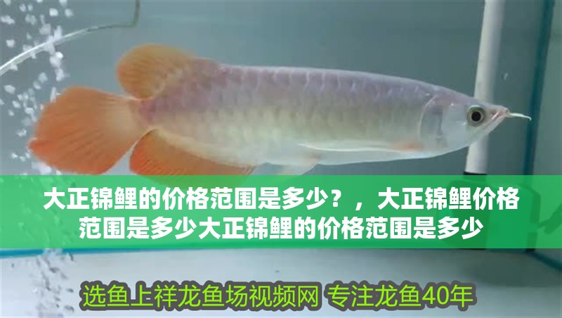 大正錦鯉的價格范圍是多少？，大正錦鯉價格范圍是多少大正錦鯉的價格范圍是多少