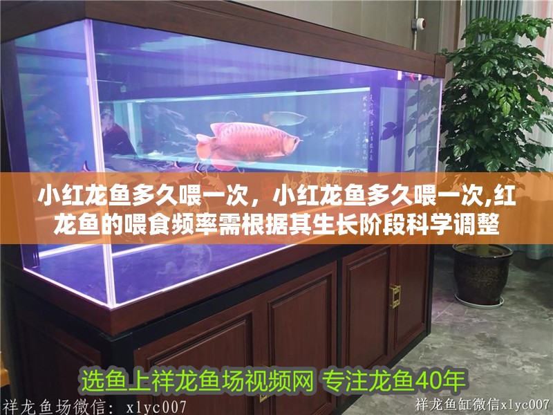小紅龍魚多久喂一次，小紅龍魚多久喂一次,紅龍魚的喂食頻率需根據(jù)其生長階段科學(xué)調(diào)整