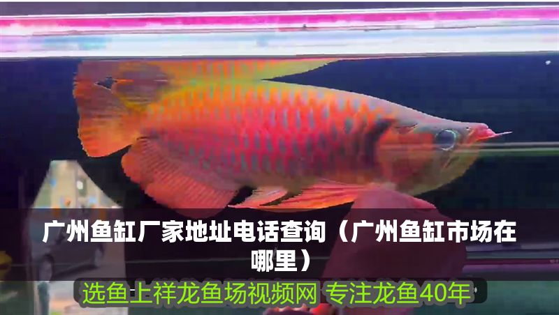 廣州魚缸廠家地址電話查詢（廣州魚缸市場在哪里）