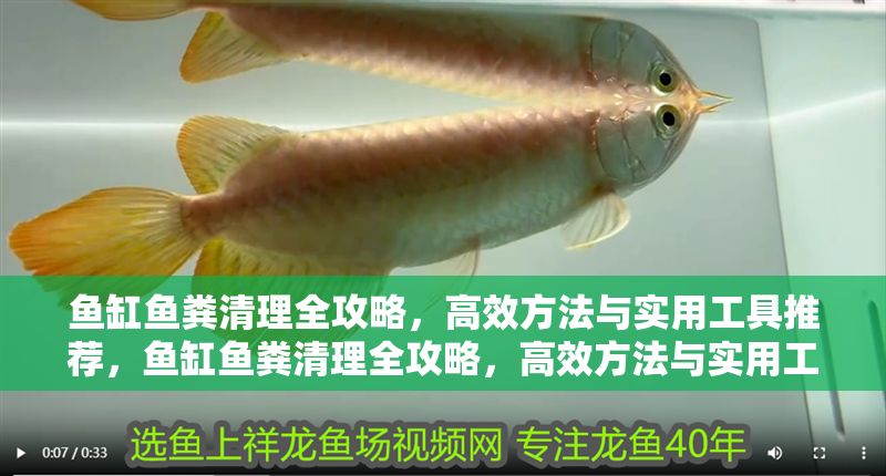 魚缸魚糞清理全攻略,高效方法與實用工具推薦,魚缸魚糞清理全攻略,高效方法與實用工具推薦 龍魚百科 第1張 魚缸魚糞清理全攻略,高效方法與實用工具推薦,魚缸魚糞清理全攻略,高效方法與實用工具推薦 魚缸魚糞清理全攻略,高效方法與實用工具推薦,魚缸魚糞清理全攻略,高效方法與實用工具推薦 龍魚百科 第1張