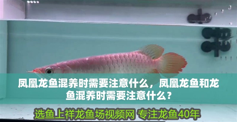 鳳凰龍魚混養時需要注意什么，鳳凰龍魚和龍魚混養時需要注意什么？