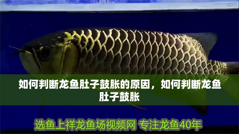 如何判斷龍魚肚子鼓脹的原因，如何判斷龍魚肚子鼓脹