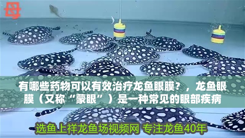 有哪些藥物可以有效治療龍魚眼膜?,龍魚眼膜(又稱“蒙眼”)是一種常見的眼部疾病