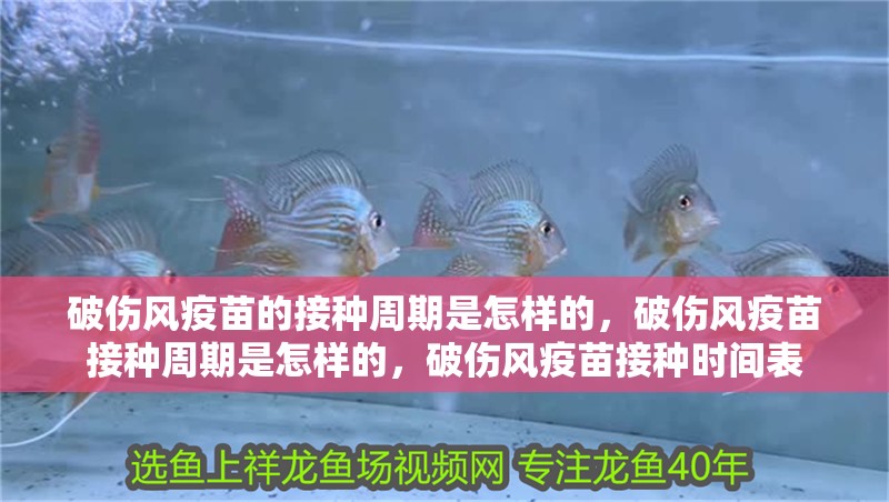 破傷風疫苗的接種周期是怎樣的,破傷風疫苗接種周期是怎樣的,破傷風疫苗接種時間表