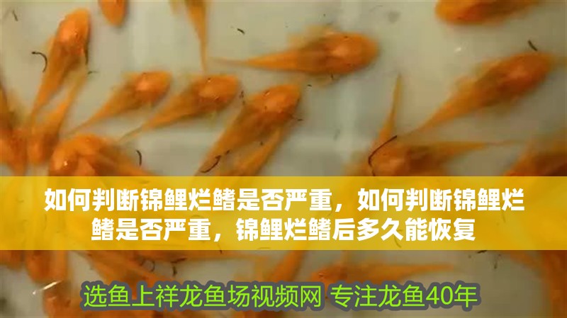 如何判斷錦鯉爛鰭是否嚴重，如何判斷錦鯉爛鰭是否嚴重，錦鯉爛鰭后多久能恢復