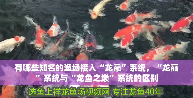 有哪些知名的漁場接入“龍巔”系統，“龍巔”系統與“龍魚之巔”系統的區別
