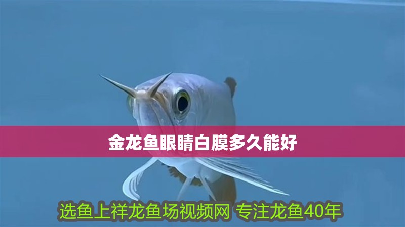 金龍魚眼睛白膜多久能好