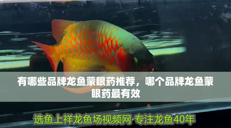 有哪些品牌龍魚蒙眼藥推薦，哪個品牌龍魚蒙眼藥最有效