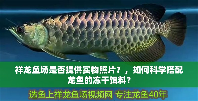 祥龍魚(yú)場(chǎng)是否提供實(shí)物照片？，如何科學(xué)搭配龍魚(yú)的凍干餌料？