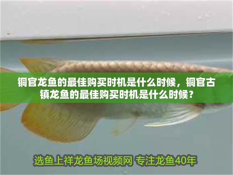 銅官龍魚(yú)的最佳購(gòu)買(mǎi)時(shí)機(jī)是什么時(shí)候，銅官古鎮(zhèn)龍魚(yú)的最佳購(gòu)買(mǎi)時(shí)機(jī)是什么時(shí)候？