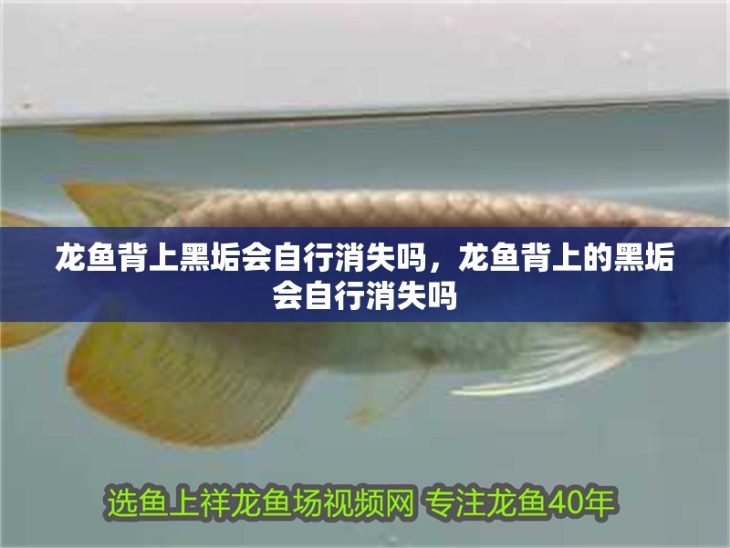 龍魚(yú)背上黑垢會(huì)自行消失嗎，龍魚(yú)背上的黑垢會(huì)自行消失嗎