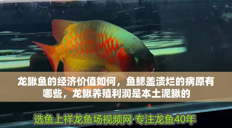 龍鰍魚的經(jīng)濟(jì)價(jià)值如何，魚鰓蓋潰爛的病原有哪些，龍鰍養(yǎng)殖利潤是本土泥鰍的