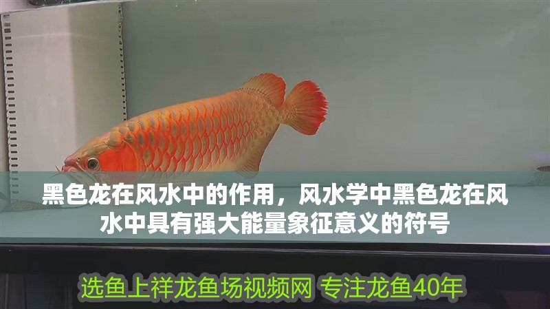 黑色龍在風水中的作用，風水學中黑色龍在風水中具有強大能量象征意義的符號