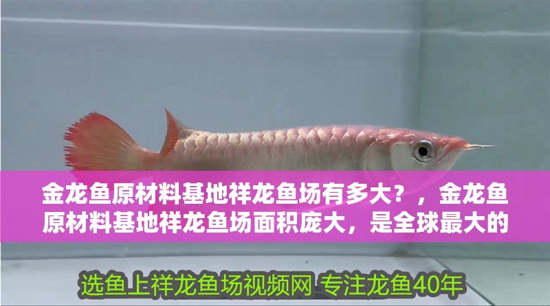 金龍魚原材料基地祥龍魚場有多大？，金龍魚原材料基地祥龍魚場面積龐大，是全球最大的魚場之一