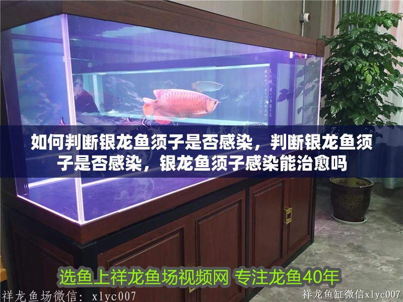如何判斷銀龍魚須子是否感染，判斷銀龍魚須子是否感染，銀龍魚須子感染能治愈嗎