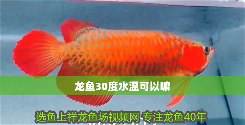 龍魚(yú)30度水溫可以嘛