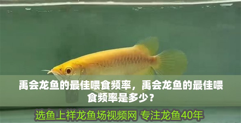 禹會龍魚的最佳喂食頻率，禹會龍魚的最佳喂食頻率是多少？