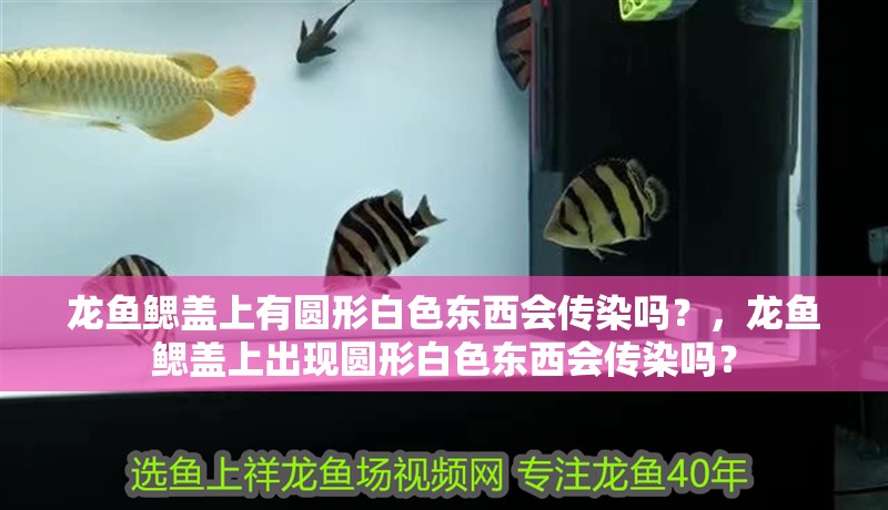 龍魚鰓蓋上有圓形白色東西會傳染嗎？，龍魚鰓蓋上出現圓形白色東西會傳染嗎？