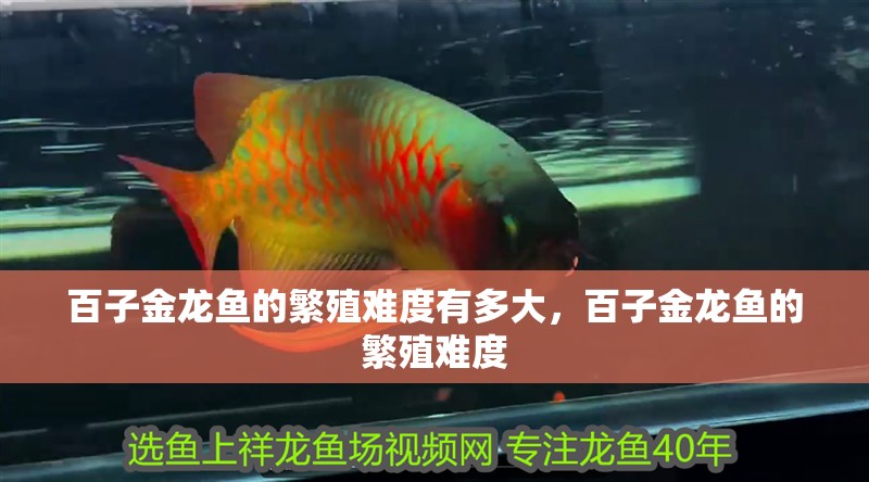 百子金龍魚的繁殖難度有多大，百子金龍魚的繁殖難度