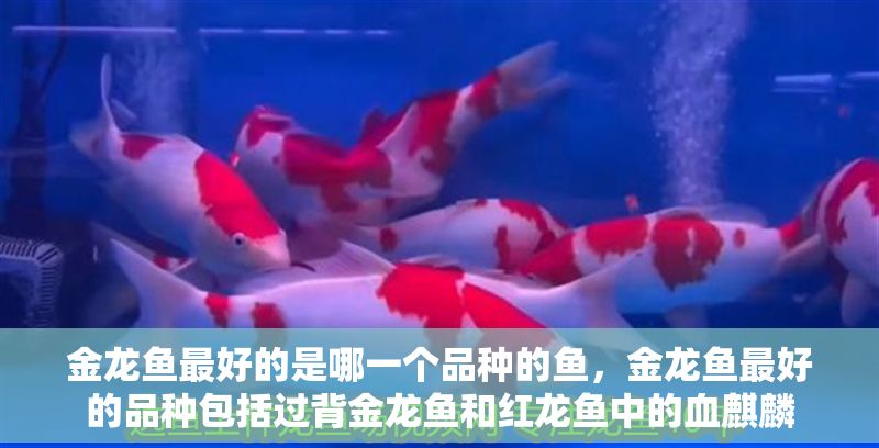 金龍魚最好的是哪一個品種的魚，金龍魚最好的品種包括過背金龍魚和紅龍魚中的血麒麟