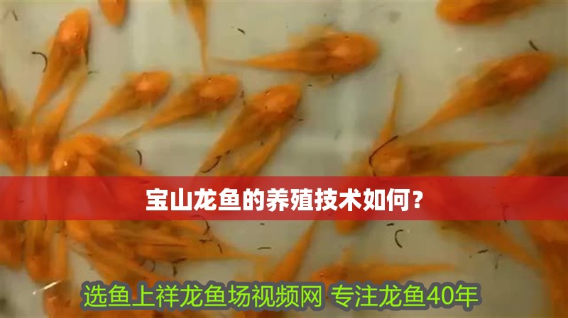 寶山龍魚的養殖技術如何？